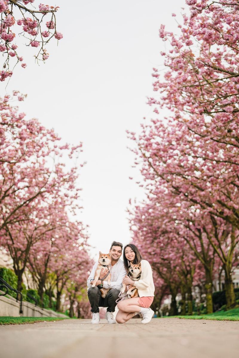 Family Photos with Dogs in Richmond | Cherry Blossoms at Dover Crescent  Neighbourhood Park